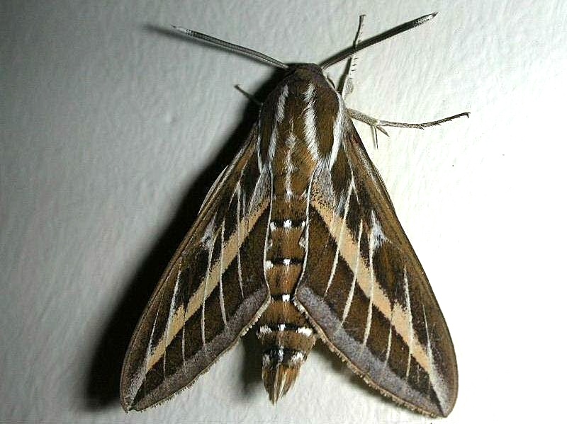 Hyles livornica